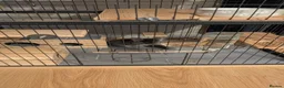 Chinchilla rodents for sale: Violet Male Chinchilla Rambo + Full Setup - Advert 7
