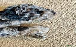 Cockapoo dogs for sale: Beautiful colour Cockapoo Puppies- Ready to go!  - Image 8