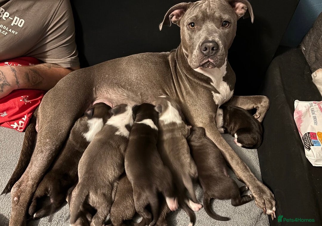 Staffordshire Bull Terrier dogs for sale: 🐶🐾Staffordshire puppies ❤️🐶 - Image 36