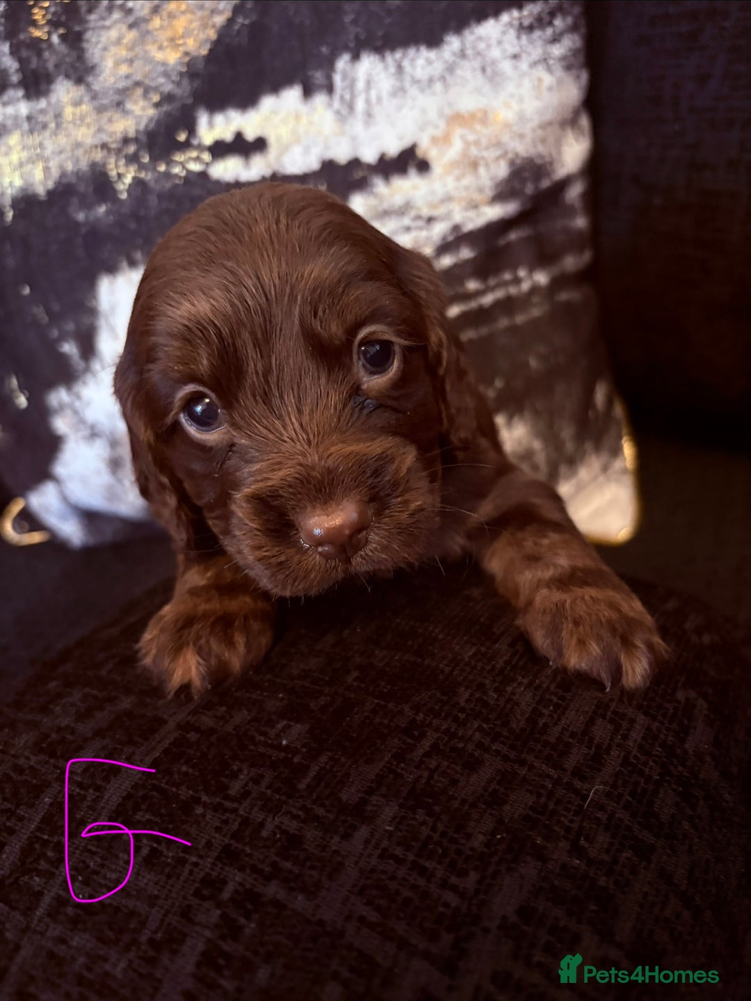 Cocker Spaniel dogs for sale:  Cocker spaniel puppies  - Image 7