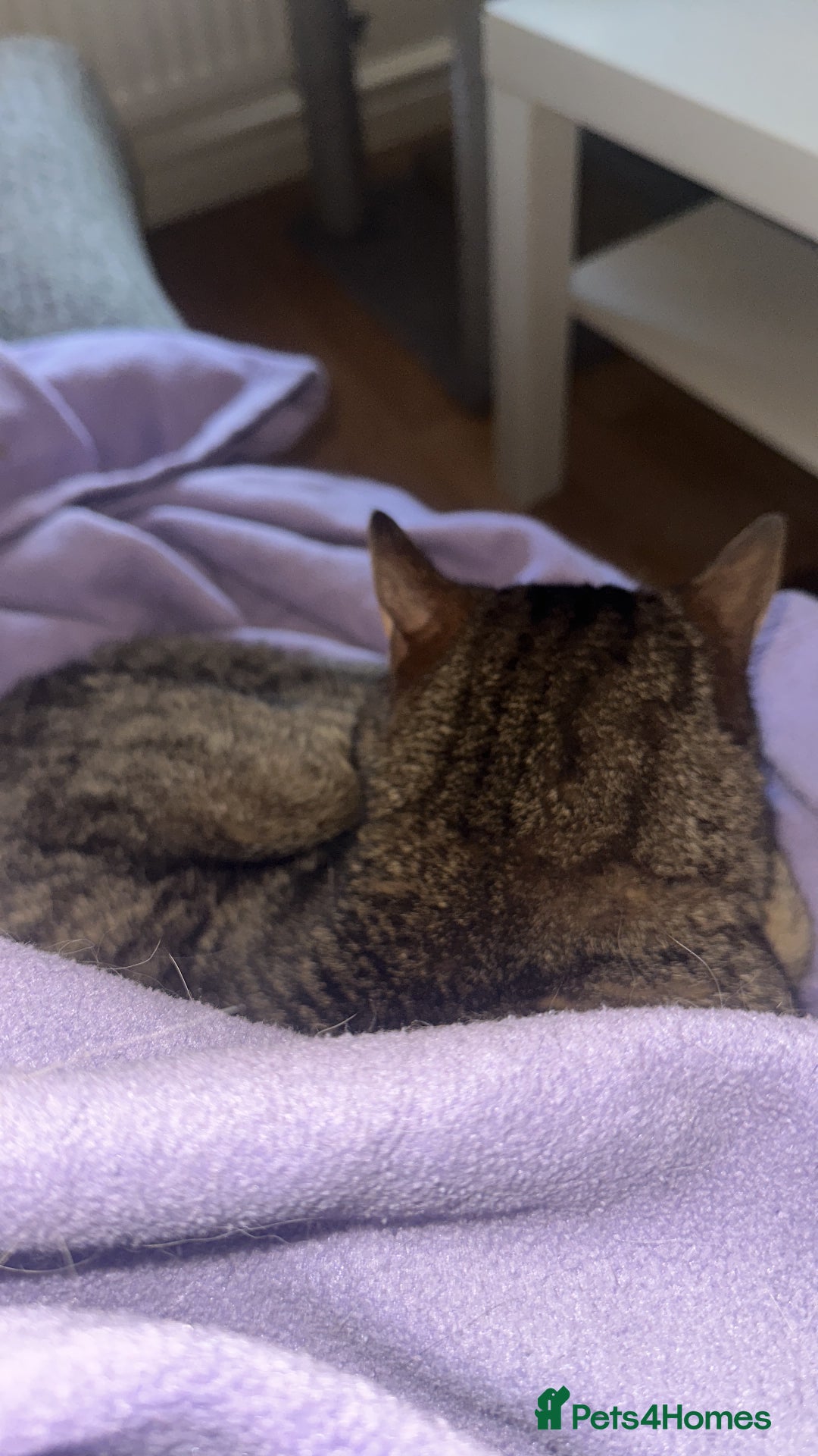 Domestic Shorthair cats for sale: Beautiful tabby domestic cat for sale - Advert 4