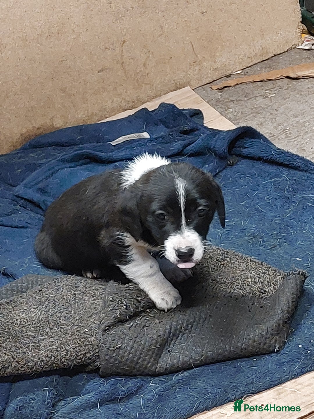 Mixed Breed dogs for sale: Jack Russell pups  - Advert 3