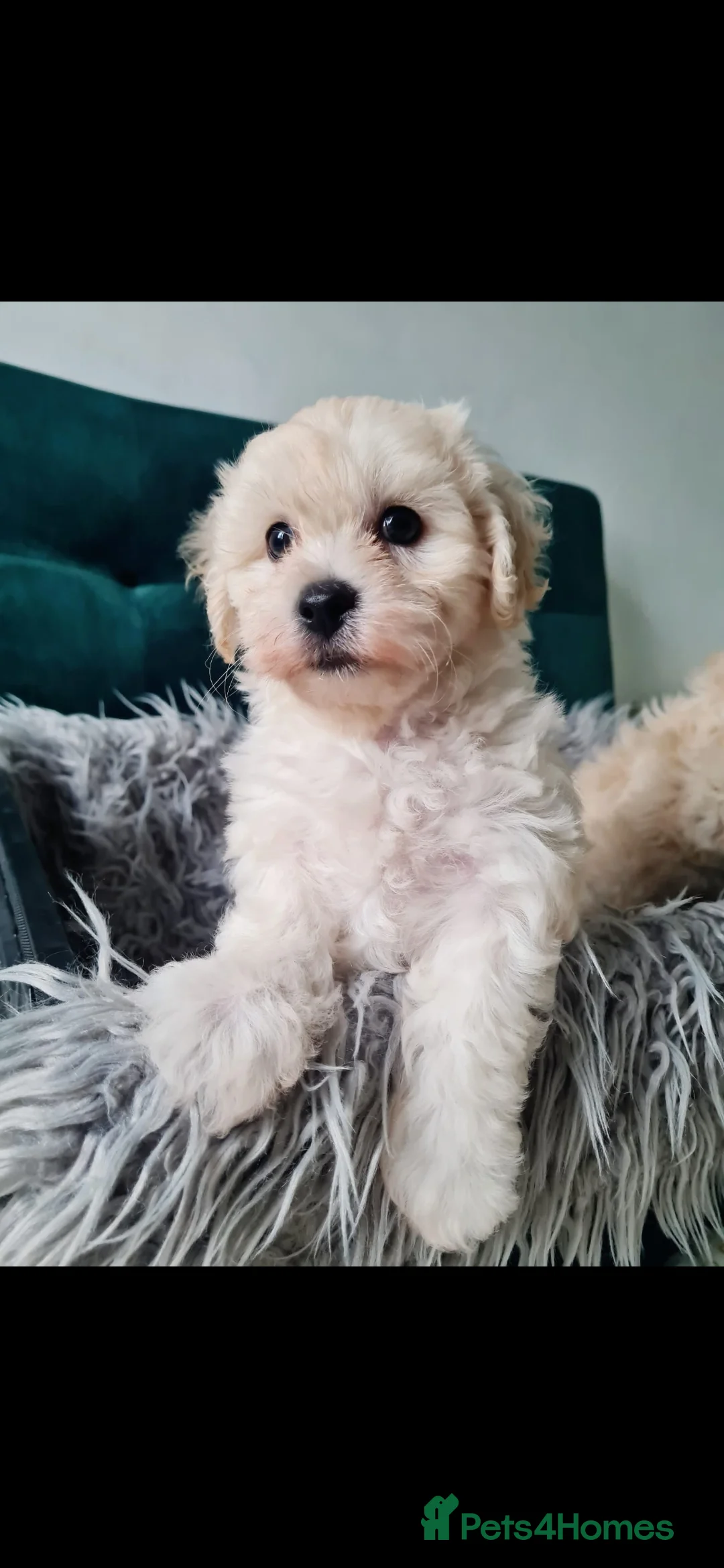 Maltipoo dogs for sale: Gorgeous maltipoo puppy in Birmingham - Advert 13