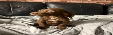 Cocker Spaniel 3