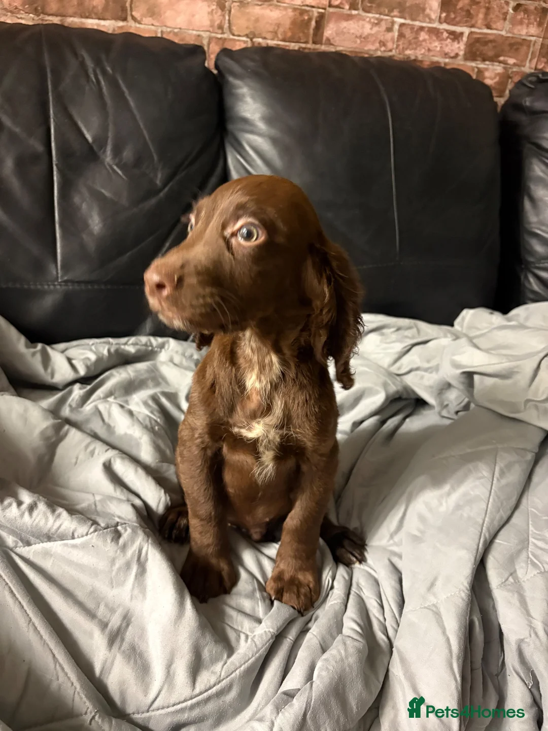 Cocker Spaniel dogs for sale: Lovely cockerspaniel puppies - Advert 9
