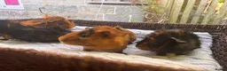 Guinea Pig rodents for sale: 4 beautiful boy guinea pigs  - Advert 5