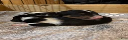 Jack Russell dogs for sale: 2 Gorgeous male Jackrussel  puppies for sale  in Wigton - Advert 1