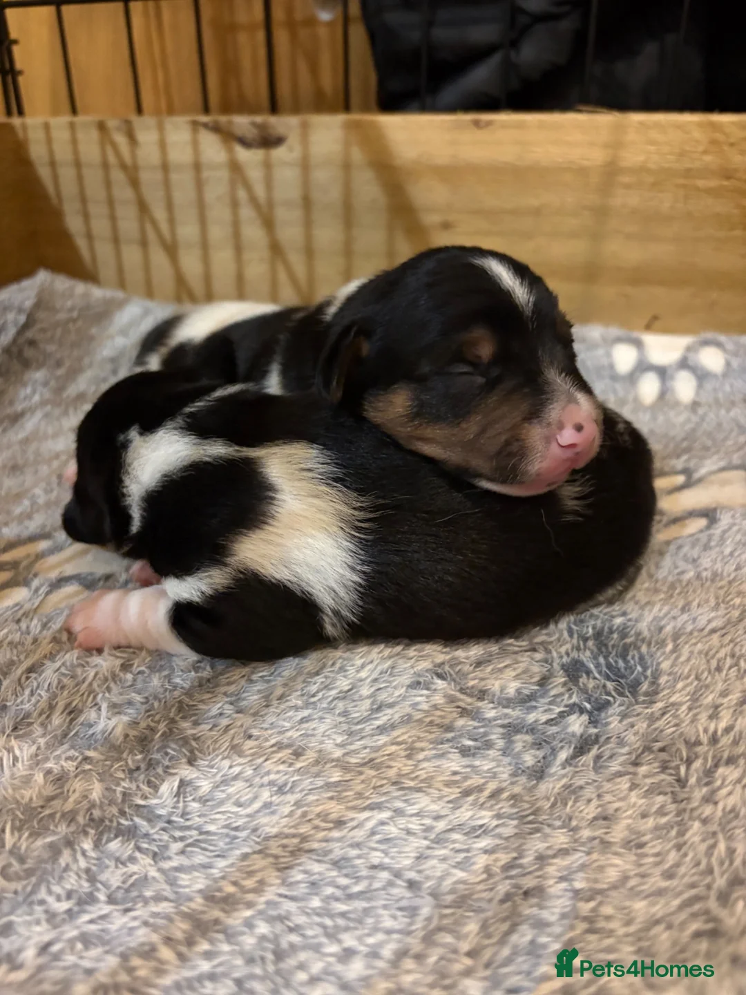 Jack Russell dogs for sale: 2 Gorgeous male Jackrussel  puppies for sale  in Wigton - Advert 1