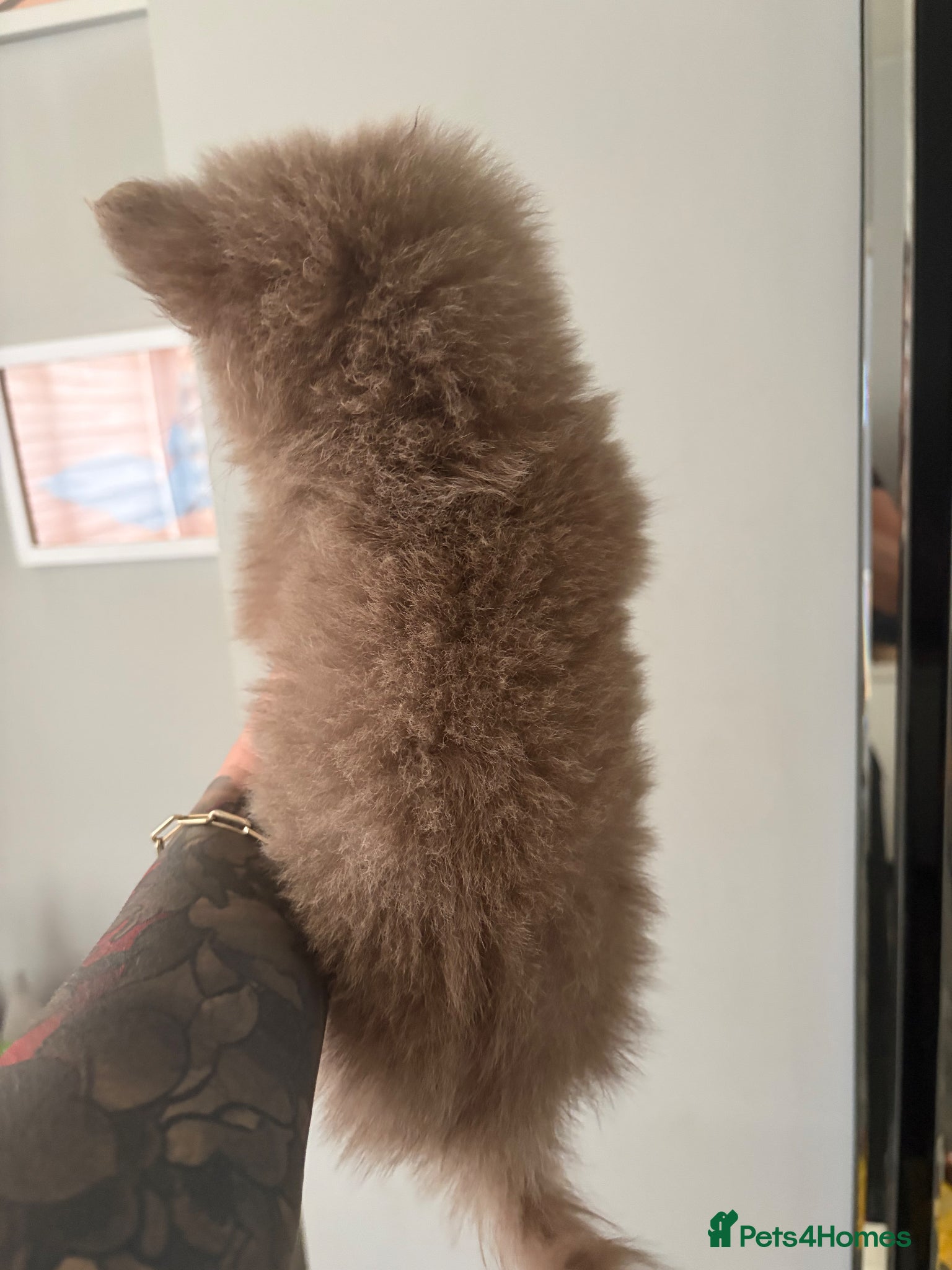 Pomeranian dogs for sale: Amazing lilac and tan micro  girl  - Advert 10