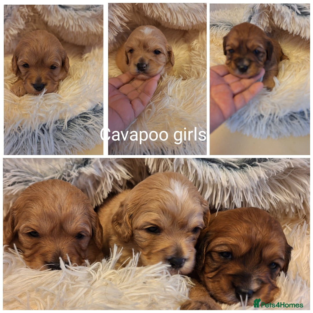 Cavapoo dogs F1 CAVAPOO PUPPIES  - Advert 9