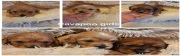 Cavapoo dogs for sale: F1 CAVAPOO PUPPIES  - Advert 19