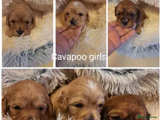 Cavapoo dogs F1 CAVAPOO PUPPIES - Advert 9