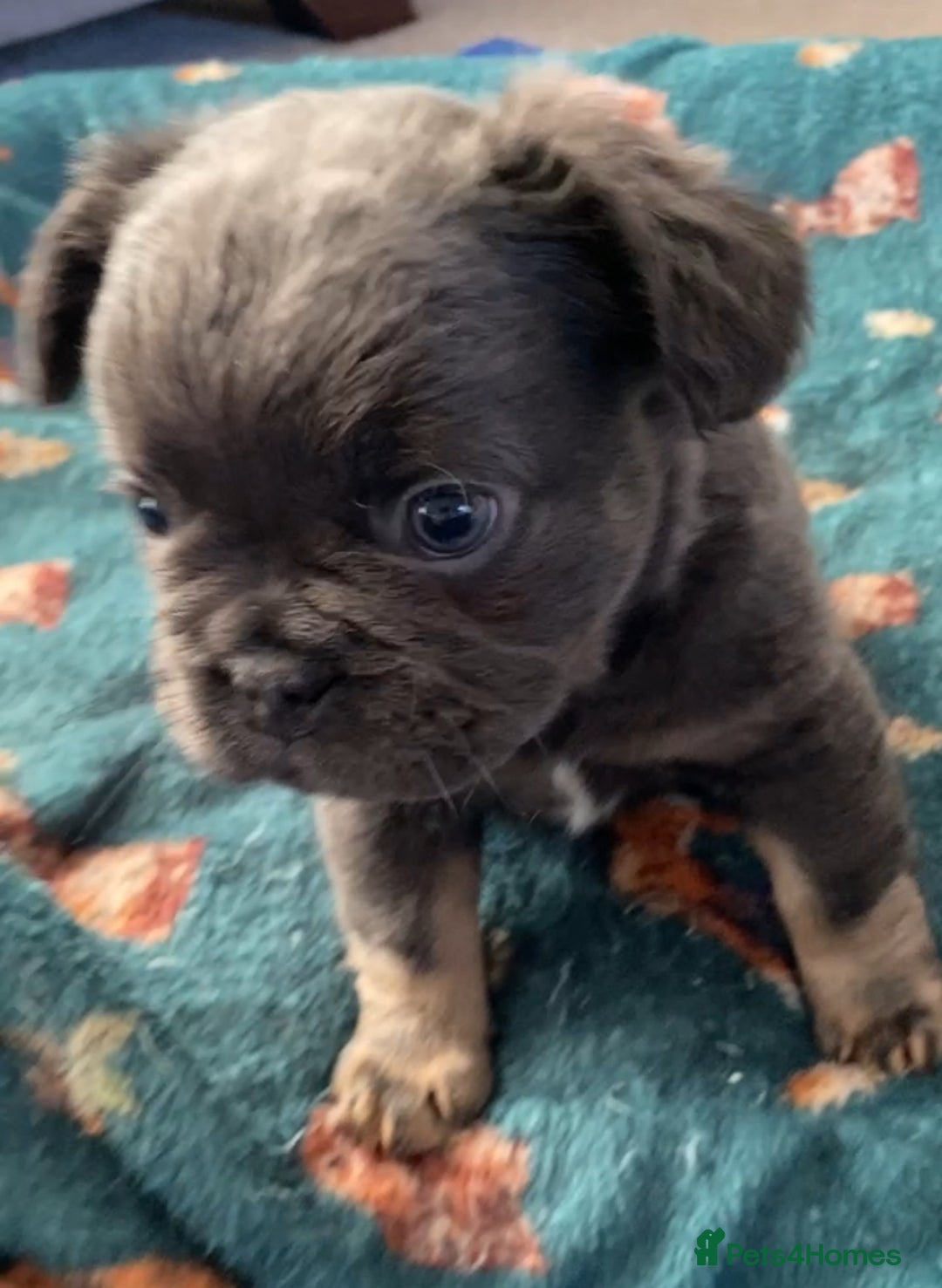 French Bulldog dogs for sale: French bulldogs puppy’s for sale - Advert 28