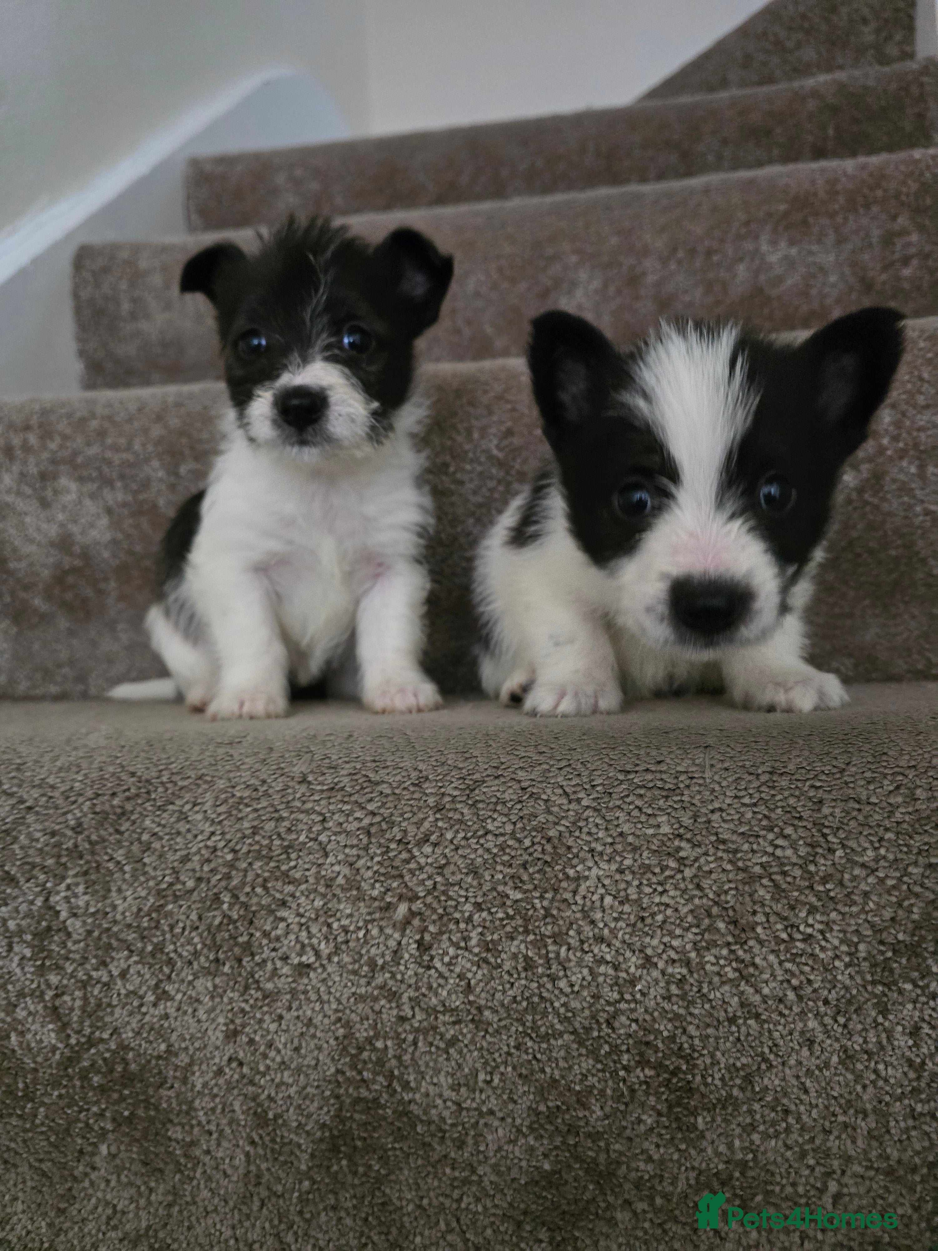 Mixed Breed dogs Malchi puppies for sale  - Advert 1