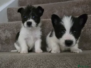 Mixed Breed dogs Malchi puppies for sale - Advert 2