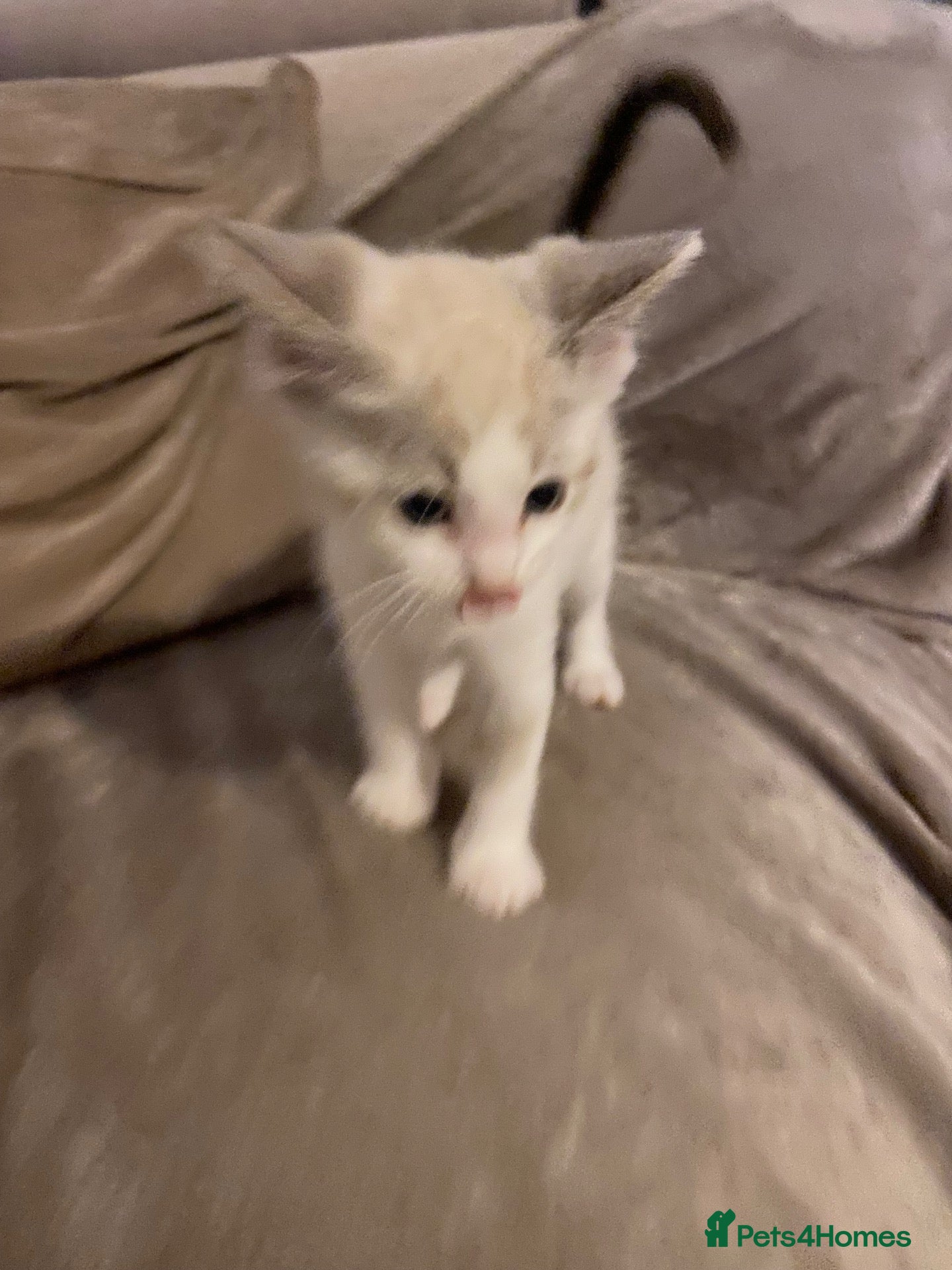 Mixed Breed cats Beautiful ragdoll kitten only one left reduced - Advert 2