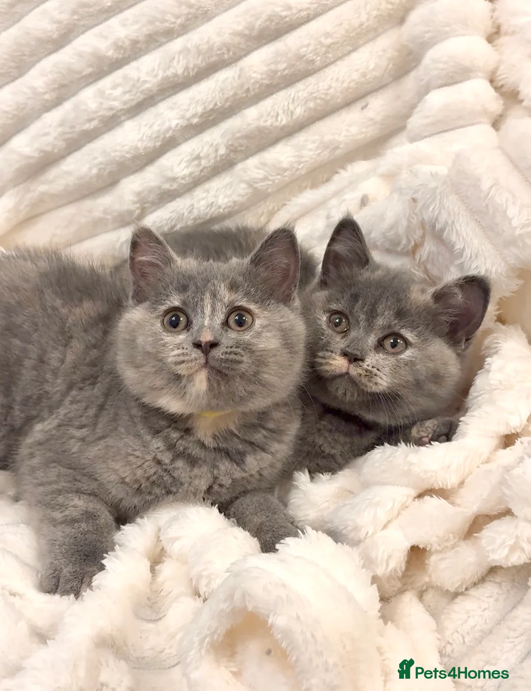 British Shorthair cats for sale: READY TO LEAVE⭐️♥️NW LONDON ♥️⭐️ - Advert 1