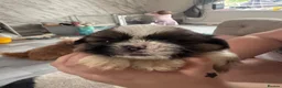 Shih Tzu dogs for sale: 3 boys 1 girl  in Heywood - Advert 12