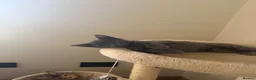 Mixed Breed cats for sale: Beautiful grey male kitten for sale  - Advert 10
