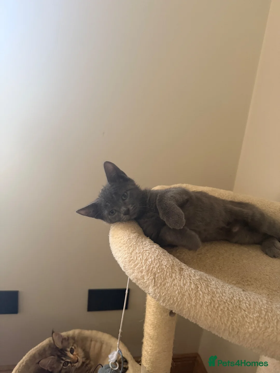Mixed Breed cats for sale: Beautiful grey male kitten for sale  - Advert 10