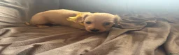 Miniature Dachshund dogs for sale: Cream Long Haired Pups KC - Advert 14