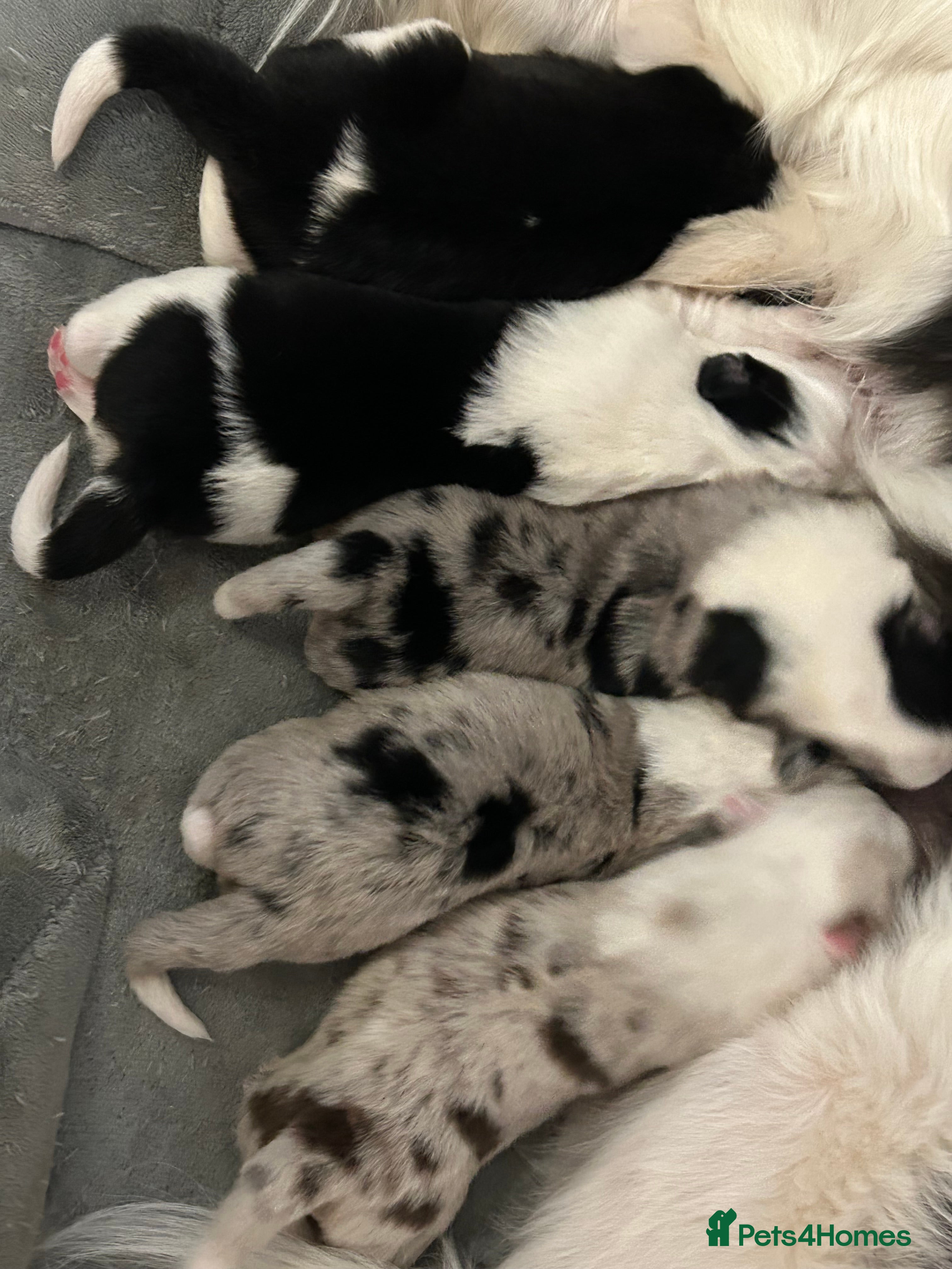 Border Collie dogs Border Collies - mixture of colours - Advert 6