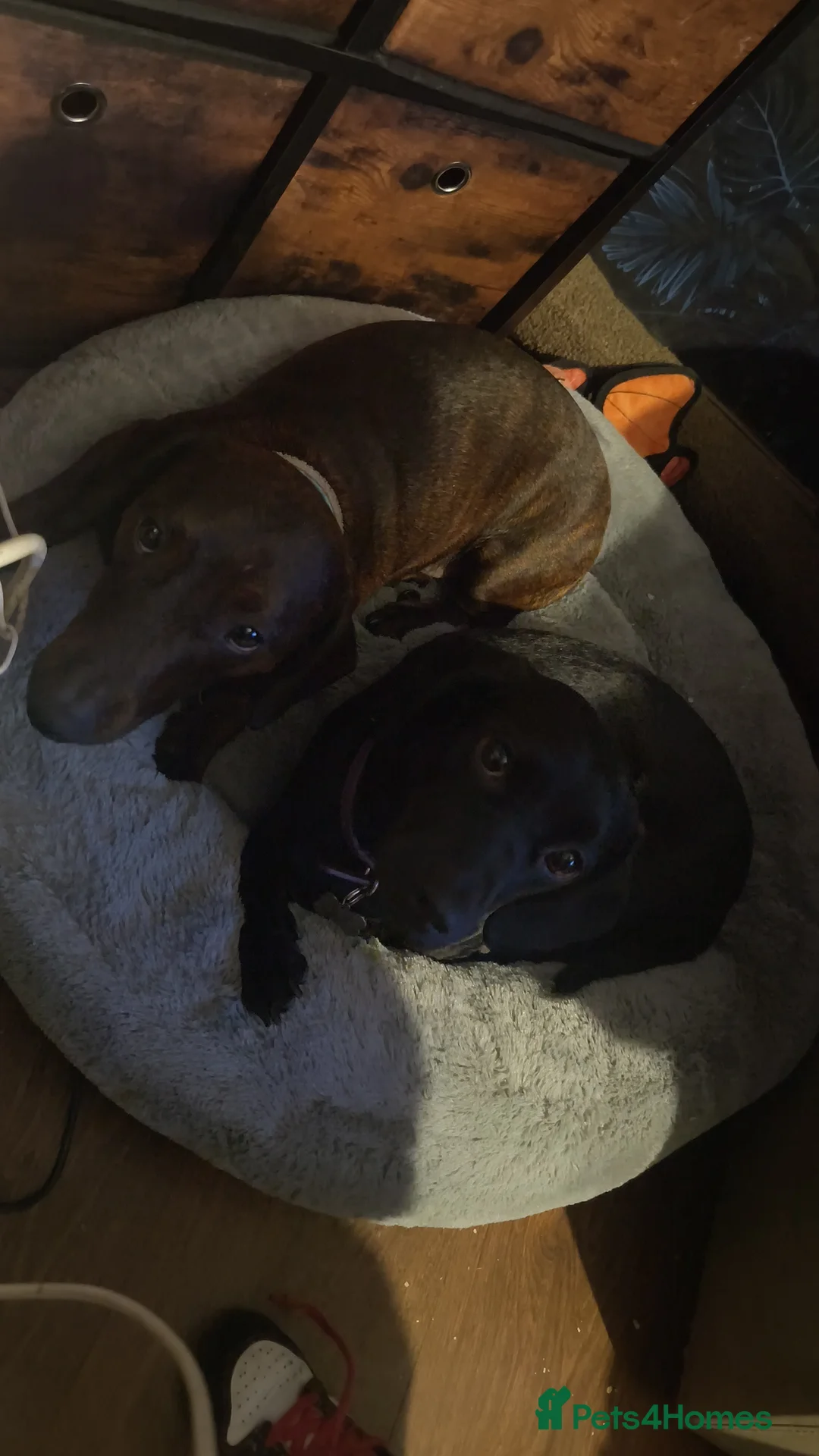 Dachshund dogs for sale: Dachshund puppies - Advert 19