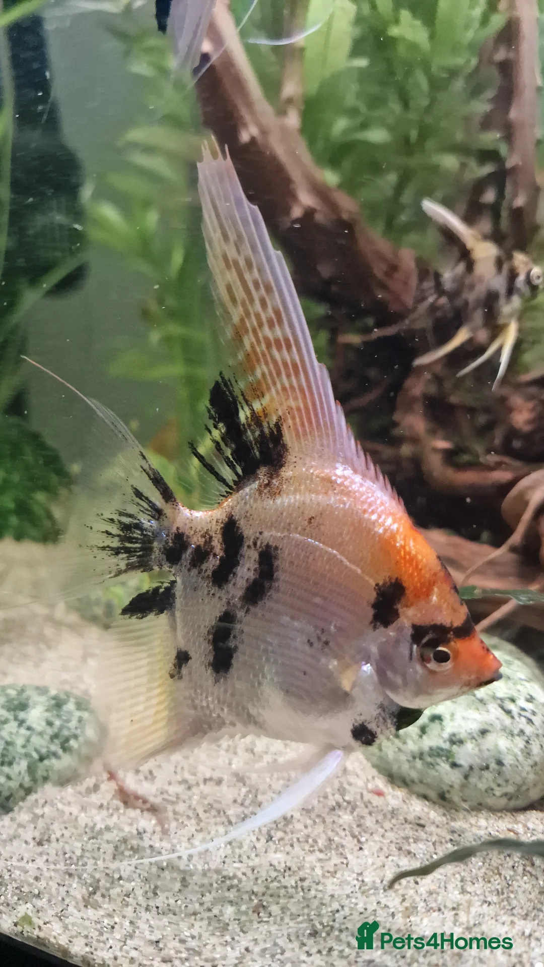 Angelfish fish for sale: Koi & Golden Marble Angelfish - Advert 20
