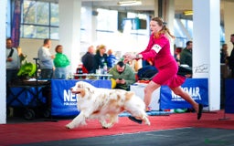 Australian Shepherd dogs for sale: Superbly Bred, Top Quality Pups - Image 22