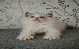 Ragdoll cats for sale: Regional Winner READY TO Go LAST BOY AND GIRL - Image 19