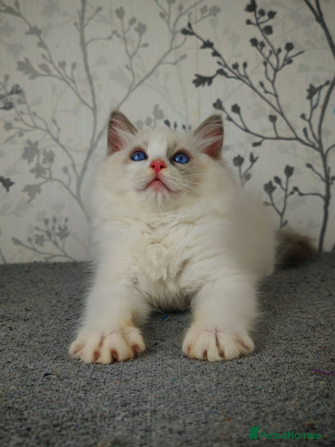 Ragdoll cats for sale: Regional Winner READY TO Go LAST BOY AND GIRL - Image 19