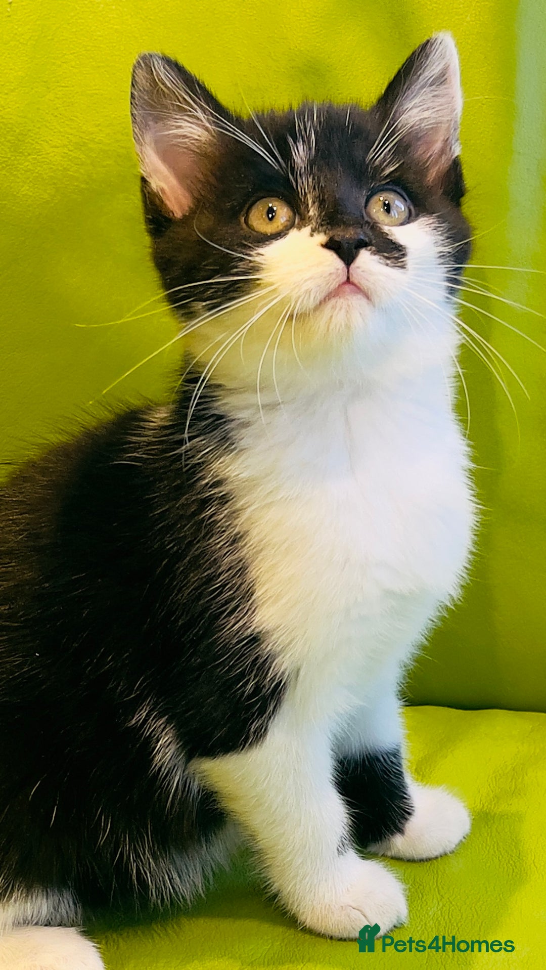 Mixed Breed cats for sale: Wonderful ,healthy clever village Kittens for sale - Advert 21