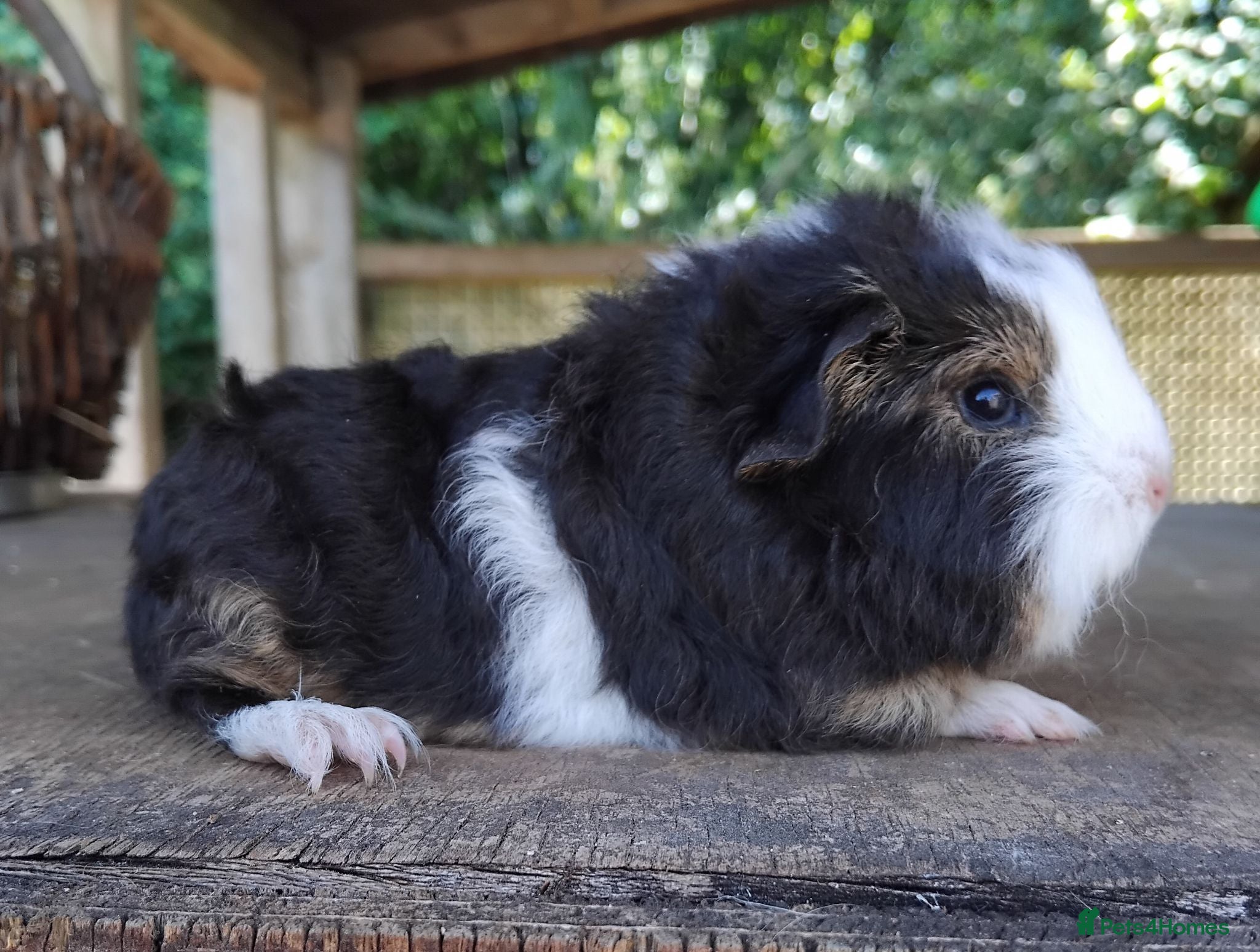Guinea Pig rodents Baby Swiss and Self Chocolate baby boys - Advert 14
