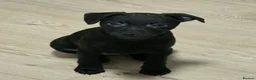 Patterdale Terrier dogs for sale: Patterdale Puppies - Females - Advert 24