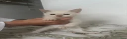 Mixed Breed cats for sale: Kittens for sale  - Advert 12