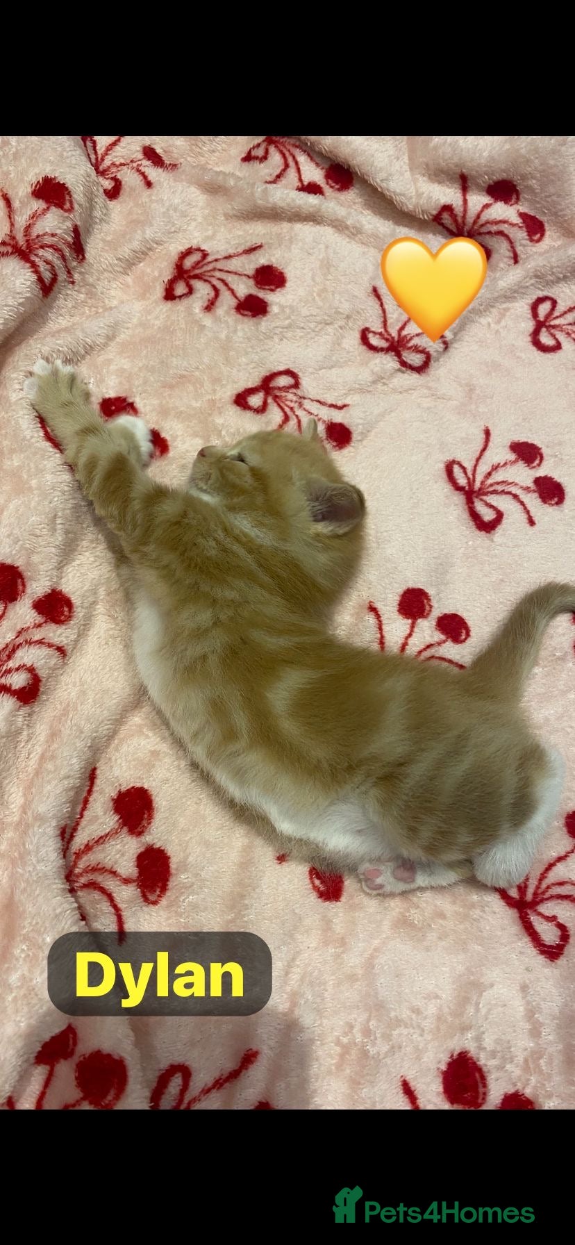 Mixed Breed cats 3 stunning kittens🩵🩷 - Advert 2