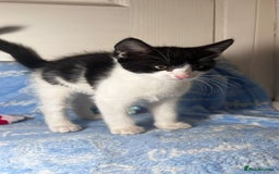 Mixed Breed cats for sale: 3 Lovely Kittens - Image 4