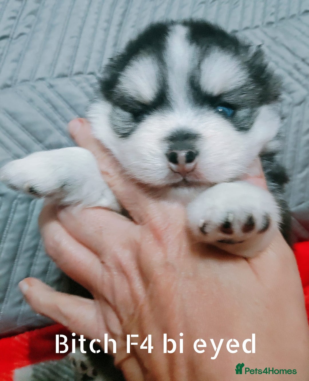 Pomsky dogs for sale: Micro F4 pomsky pups  - Image 3
