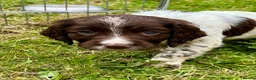 Sprocker dogs for sale: Working Sprocker Puppy - Advert 6