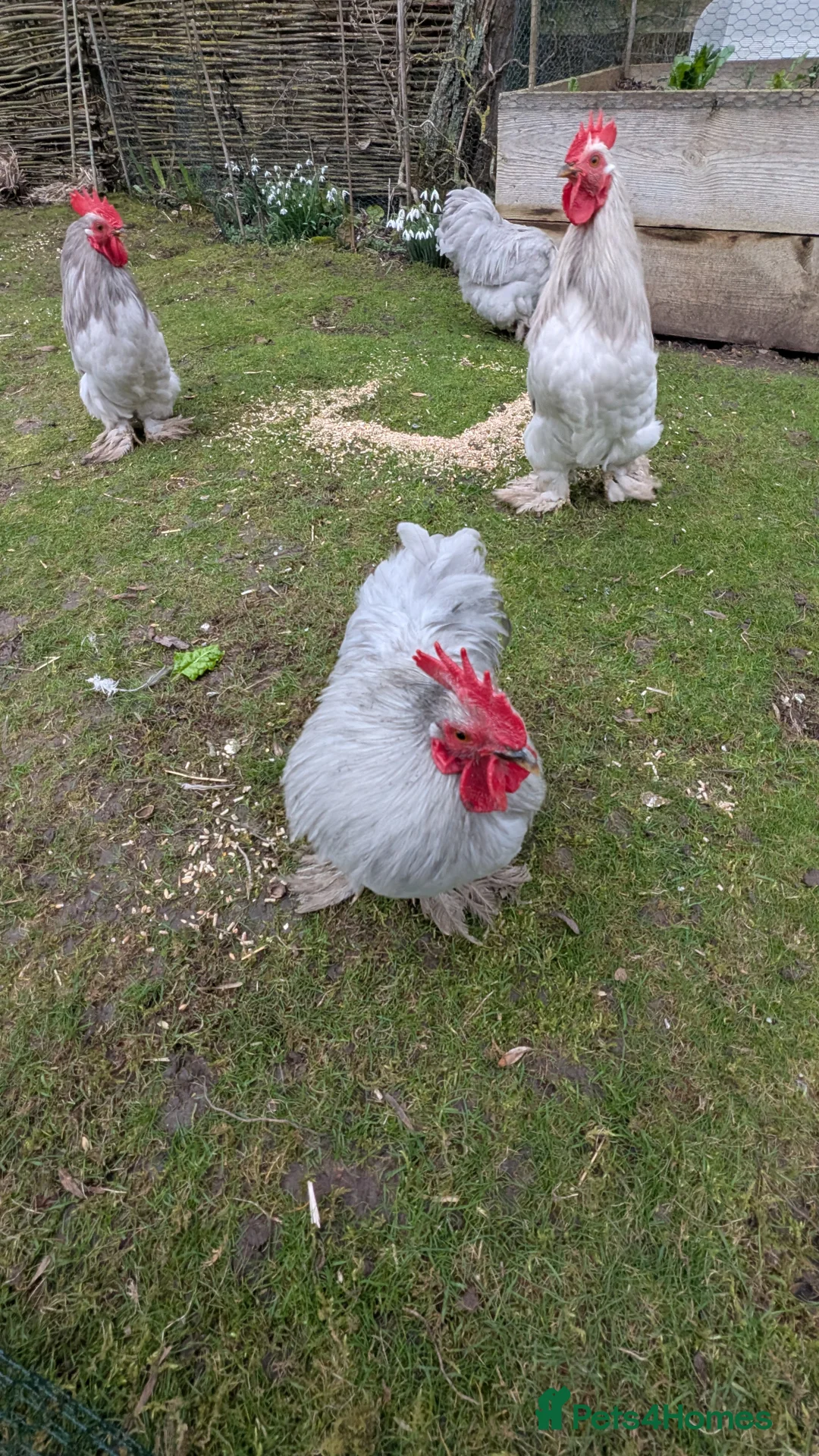 Chickens poultry for sale: Silkie Bantam Cockerels  - Advert 5