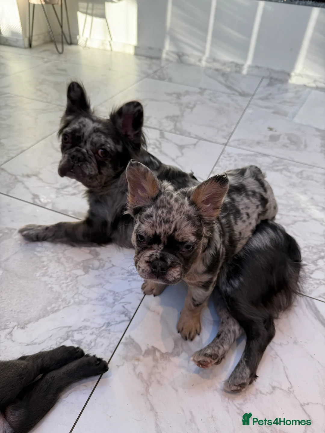 French Bulldog dogs for sale: Fluffy french bulldog puppy new shade  - Advert 3
