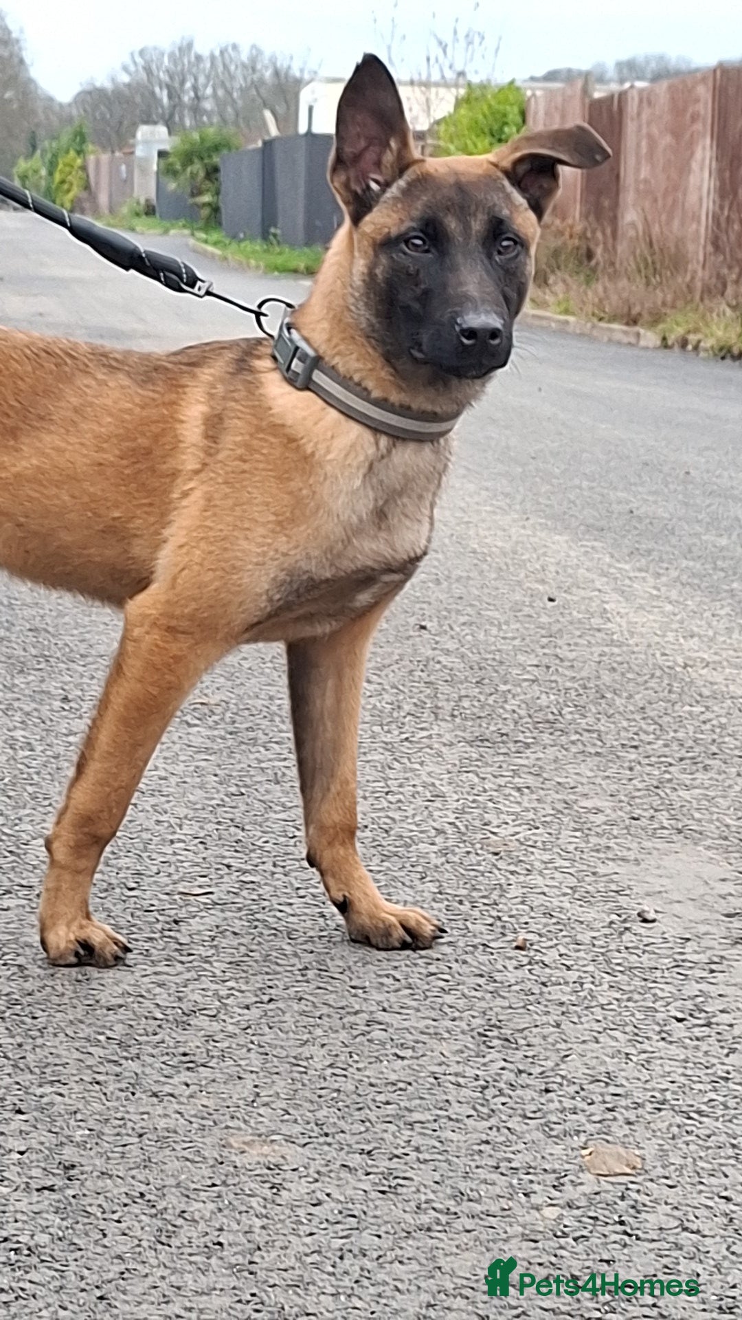 Belgian Shepherd Dog dogs for sale: Belgium malinois  - Advert 3