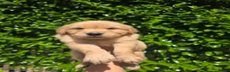 Golden Retriever dogs for sale: KC Fully health tested ONE BOY LEFT 🐾 - Advert 27