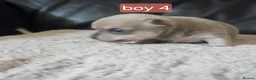Chihuahua dogs for sale: 5 chiuaua baby boys - Advert 18
