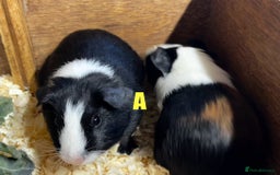 Guinea Pig rodents for sale: Boars and Sows - Image 4