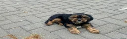 Mixed Breed dogs for sale: Cavalier x Biewer terrier  - Advert 6