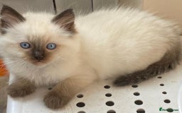 Ragdoll cats for stud: GCCF RAGDOLL STUD CHUNKY BIG BOY MILTON KEYNES in Milton Keynes - Image 13