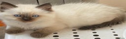 Ragdoll cats for stud: RAGDOLL GCCF STUD CHUNKY BIG BOY MILTON KEYNES in Milton Keynes - Advert 13