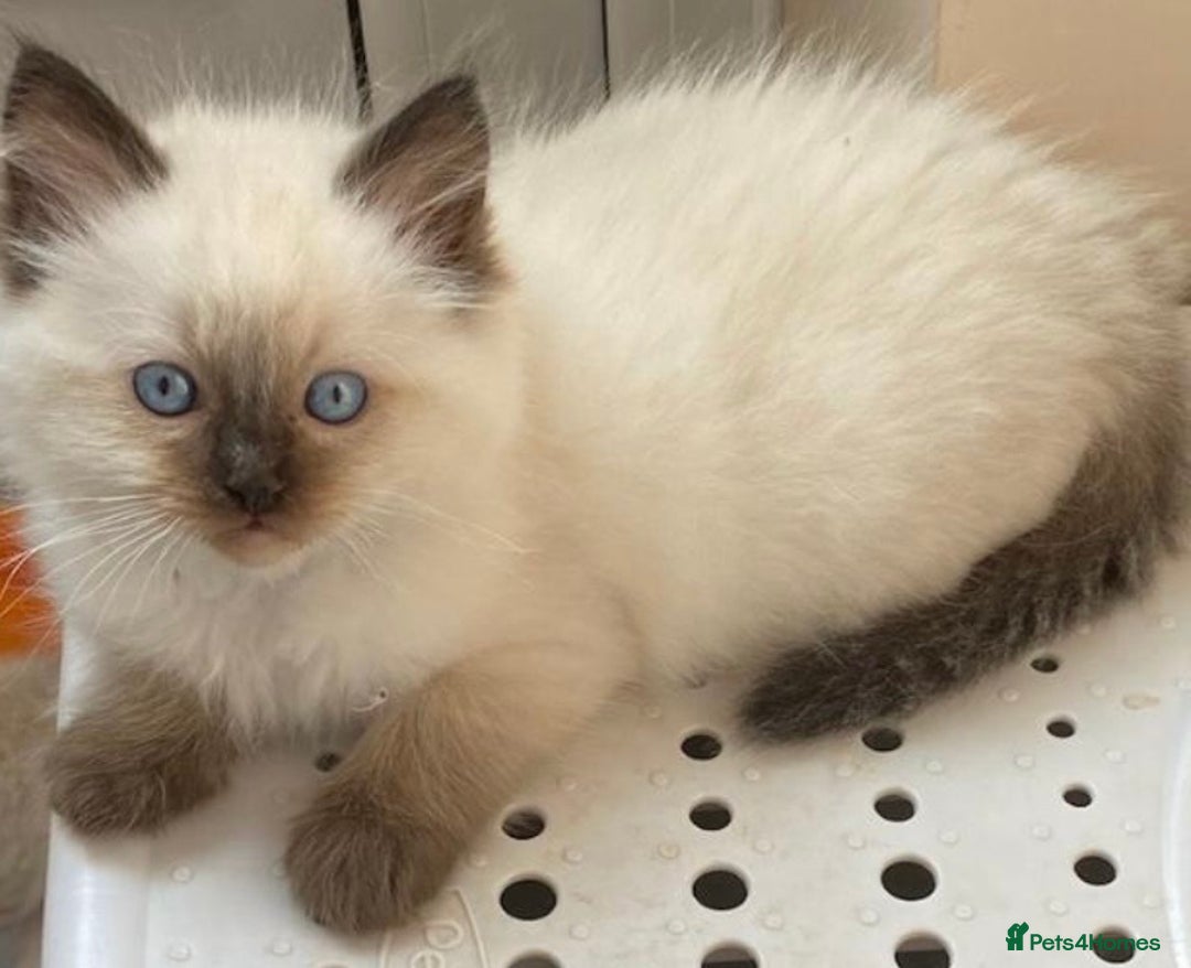 Ragdoll cats for stud: GCCF RAGDOLL STUD CHUNKY BIG BOY MILTON KEYNES in Milton Keynes - Image 13
