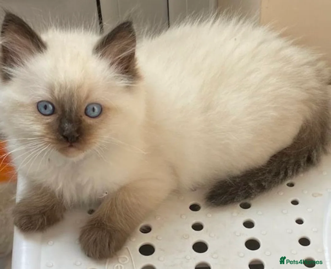 Ragdoll cats for stud: RAGDOLL GCCF STUD CHUNKY BIG BOY MILTON KEYNES in Milton Keynes - Advert 13
